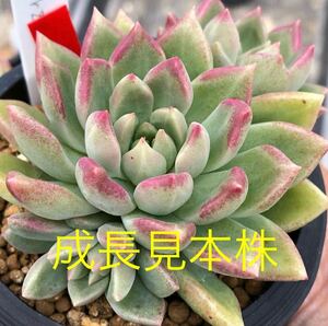 ☆多肉植物☆Arze☆鉢6.5センチ☆成長見本株載せました☆