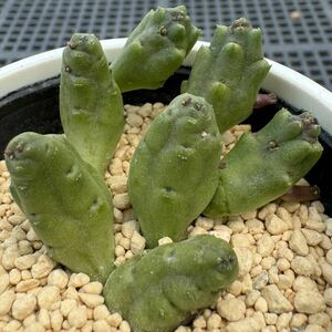 ☆多肉植物☆ガガイモ☆ピアランサス コンプツス☆鉢6.5センチ☆花見本載せました☆