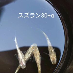 【タナメダカ】スズラン30+α