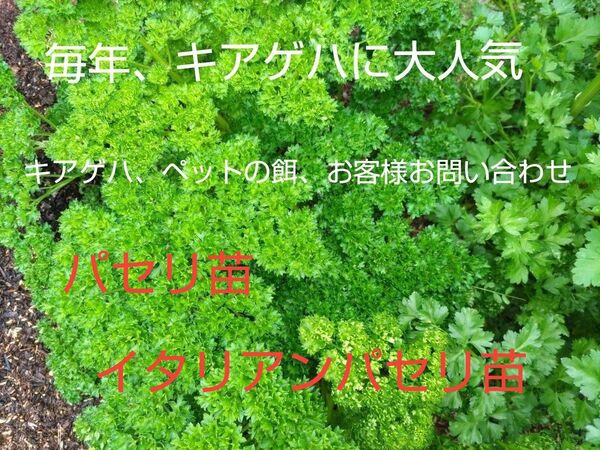 キアゲハ、幼虫、ペットの餌、その他、お問い合わせ