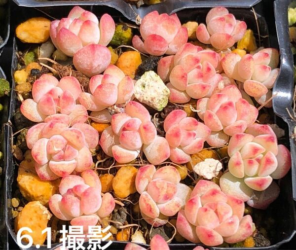 ペレスデラロサエ ピンクエッジ 鉢内全部 カット苗 小苗 多肉植物 エケベリア 人気品種 紅葉中です