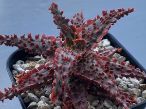  aloe hybrid real raw succulent plant Aloe hybrid 104