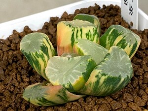 多肉植物 ハオルシア 　万象　　覇王錦　特上斑