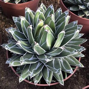1144. succulent plant agave . white .. snow short .. special selection stock 