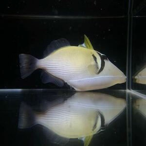 【沖縄もとぶ産】海水魚 ムスメハギ15〜18cm前後