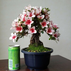 [ 4 сезон. сон ] "солнечный круг" ( корень сверху .) высота дерева 20.. ширина 25. Rhododendron indicum бонсай 
