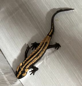 [. shop GARNET]la male kob newt *(.. color )1 pcs frog amphibia otamaja comb wart newt newt salamander lizard lizard 1 pcs number 3