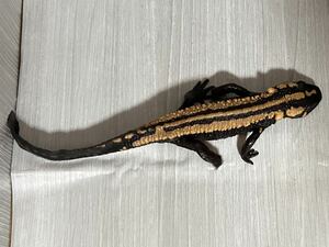 [. shop GARNET]la male kob newt *(.. color )1 pcs frog amphibia otamaja comb wart newt newt salamander lizard lizard 1 pcs number 2