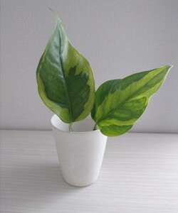  pothos . entering emerald green . cut departure root seedling 2 ps decorative plant reality goods. interior green .