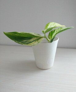  pothos . entering white .... cut departure root seedling decorative plant reality goods. interior green .