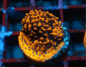 【Care Frag】CareFragブリード＊InterFish Montipora＊コモンサンゴ＊写真無加工