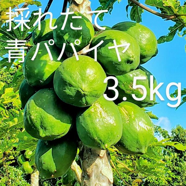 青 パパイヤ over3.5kg green papaya 国産