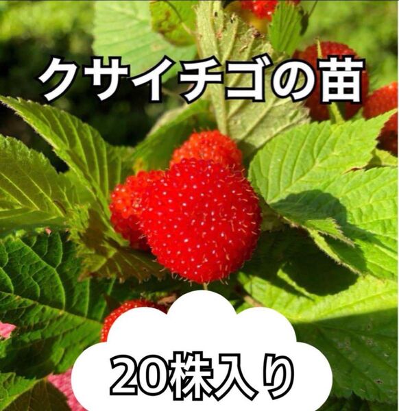 木苺 クサイチゴの抜き苗 20株入り ジャムや果実酒にも使えます 国産ラズベリー