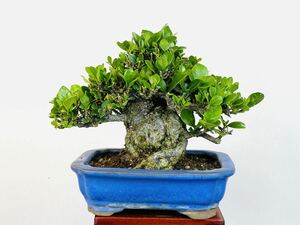  gardenia mini bonsai height of tree approximately 13cm
