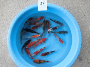 ** control N56 colored carp various 20 pcs (12~14 centimeter rom and rear (before and after) ) Niigata production **