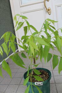 ペカンナッツ（KIOWA Bタイプ ）　接ぎ木苗　鉢下から芽先まで４０ｃｍ