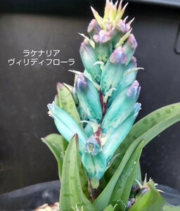 ◆種子10粒◆ ラケナリア ヴィリディフローラ【lachenalia viridiflora】/検索用→ケープバルブ