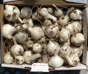  jumbo garlic, raw garlic *.. packet plus 