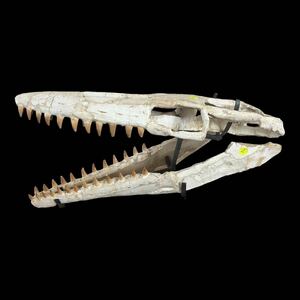 モササウルスの頭骨