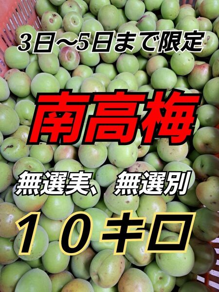 南高梅　10キロ