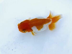 1.* length orchid * Uno group golgfish Special on 3 -years old 7.5 centimeter own production 