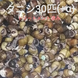 タニシ30匹(+α)　アクアリウム　苔対策　浄化能力　淡水　お掃除屋さん　巻貝　メダカ　金魚　ヒメタニシ