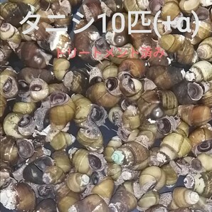 タニシ10匹(+α)　苔対策　浄化能力　淡水　お掃除屋さん　メダカ　金魚　水草　アクアリウム　ビオトープ　ヒメタニシ　巻貝
