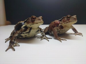 Ｇ　焦げ茶色と横腹赤色の2匹セット　ヒキガエル　アズマヒキガエル