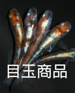 【珠めだか】格安目玉商品！高級品種 極上 紅玉 (こうぎょく） 有精卵20＋α綺麗な体外光です！！