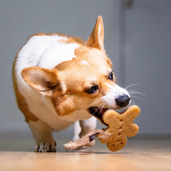 GiGwi 犬用おもちゃ ゴム製 耐久性のあるデンタルガム