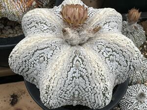 大特価セール谷田貝ミラクルスーパー兜ヒトデトクシロ濃密色柄大変綺麗特大に成長します迫力があります。種子20粒