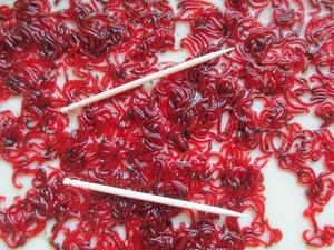  red msi* red insect. small fish * tropical fish feed * fishing feed and so on!10g*500 jpy 