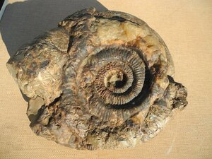 　アンモナイトの化石　30×30ｃｍ　15.2ｋｇ　(^00WM07A