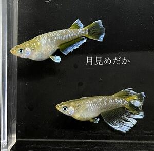 【月見めだか】♪匹数UP♪ フロマージュ　幼魚　３０匹+α（計３３匹）《注意事項必読》