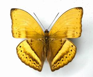 butterfly specimen Obi yellow vertical is egesta * Ghana