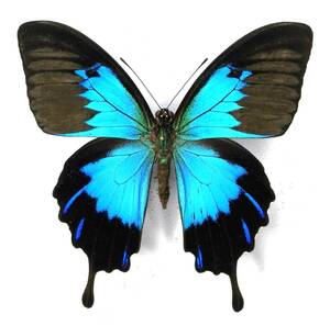  butterfly specimen oo ru rear ge is telegonus * Bacan Is.