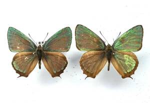  butterfly specimen ezo green corbicula 2* Wakayama prefecture 