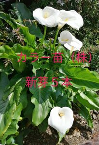 カラー苗（株）新芽5本