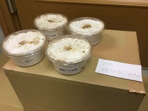 オオクワガタ 能勢YG血統 幼虫4頭