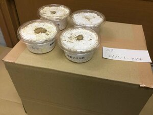 オオクワガタ 能勢YG血統 幼虫4頭