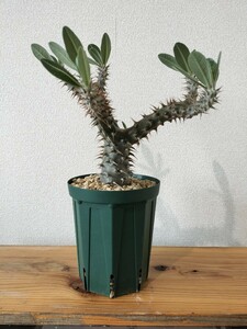  【送料出品者負担】パキポディウム　デンシフローラム　コーデックス　塊根植物　Pachypodium 発根済　実生