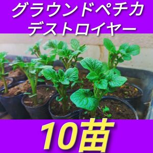 10苗　グランドペチカ　デストロイヤー　グラウンドペチカ　種芋