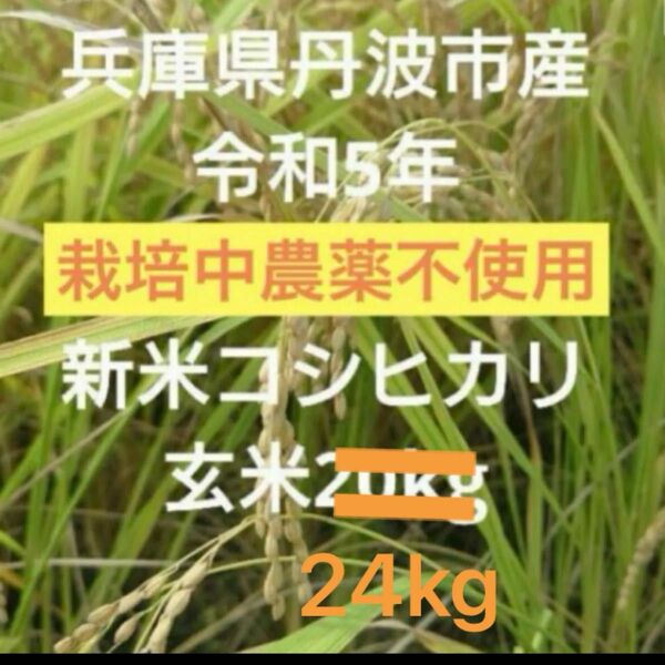 兵庫県丹波市産！令和5年産 栽培期間中農薬不使用コシヒカリ玄米24kg