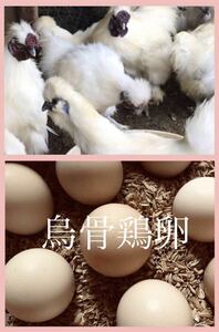 白 烏骨鶏 有精卵 32個 平飼い 烏骨鶏の卵 鶏 食用 即決