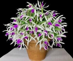 ◆★【洋蘭原種】★◆ Lpts. bicolor ‘Hamana’ (OG) BM/JOGA 開花サイズ大株