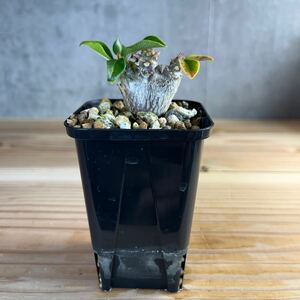 A3 パキポディウムウィンゾリー★ Pachypodium windsorii ★コーデックス　良型　塊根植物　実生1