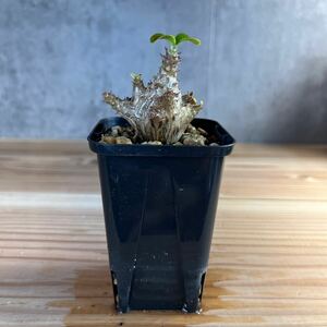 A4 パキポディウムウィンゾリー★ Pachypodium windsorii ★コーデックス　良型　塊根植物　実生1