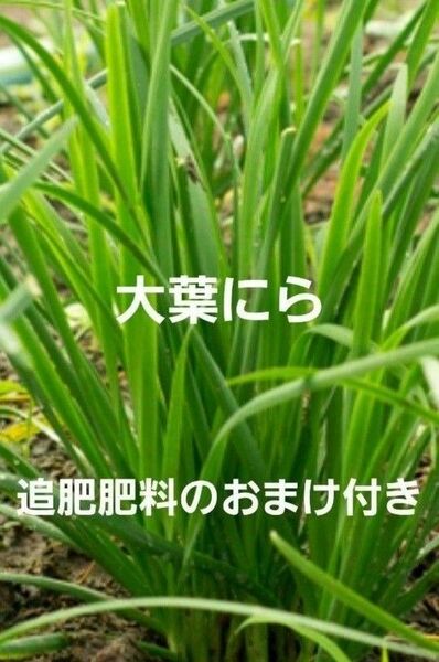 大葉にら　苗10本　追肥肥料のおまけ付き　無農薬栽培