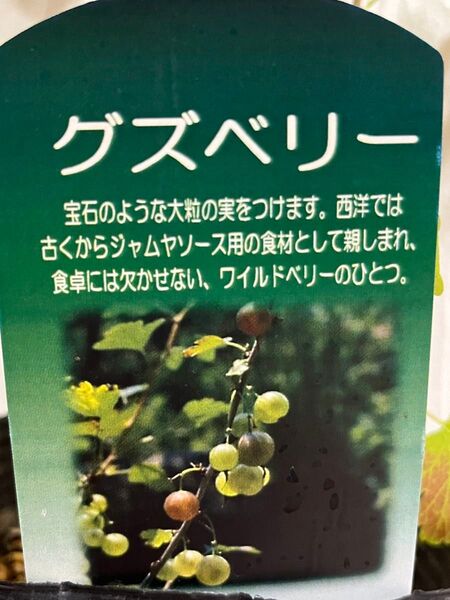 グズベリー苗 ポットごと