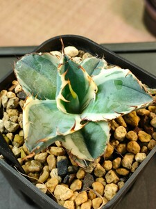 [hiiro] rare pot .. agave white blue diamond . stock white . wheel ( inspection chitanota. go in BB. departure root settled 